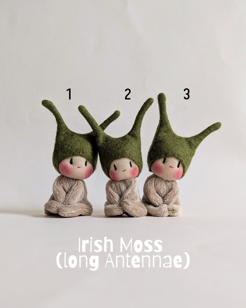 Worry Bugs - Irish Moss (long Antennae)